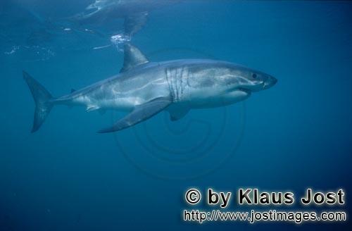 Weißer Hai/Great White Shark/Carcharodon carcharias        Unterwasserjäger Weißer Hai        Vie