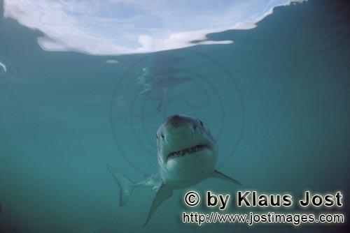 Weißer Hai/Great White Shark/Carcharodon carcharias        Das Lächeln des „Großen Weißen”</