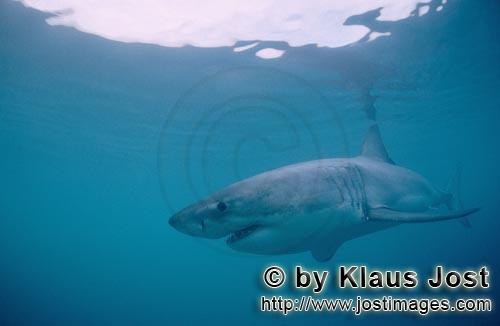 Weißer Hai/Great White Shark/Carcharodon carcharias        Geheimnisvoller Weißer Hai        Ein <