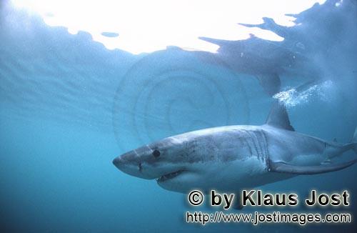 Weißer Hai/Great White shark/Carcharodon carcharias        Faszinierendes Geschöpf der Meere: Der 
