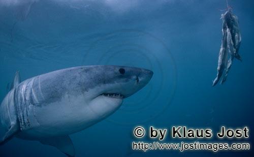 Weißer Hai/Great White shark/Carcharodon carcharias        Weißer Hai sieht den Fischköder      