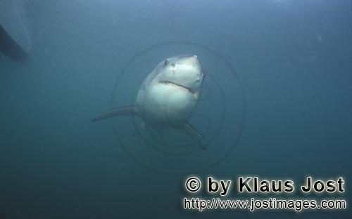 Weißer Hai/Great White Shark/Carcharodon carcharias        Weißer Hai Unterwasserportraet         