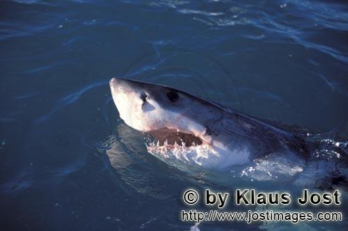 Weißer Hai/Great White Shark/Carcharodon carcharias        Weißer Hai hebt seinen Kopf ueber Wasse