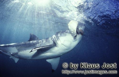 Weißer Hai/Great White shark/Carcharodon carcharias        Großer Weißer Hai beißt zu         Ei