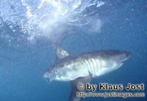 Weißer Hai/Great White shark/Carcharodon carcharias        Der Weißer Hai: Bis zu sechs Meter lang