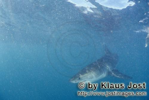 Weißer Hai/Great White shark/Carcharodon carcharias        Baby Weißer Hai dicht unter der Wassero