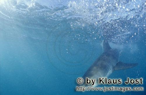 Weißer Hai/Carcharodon carcharias        Dynamisch taucht ein Baby Weißer Hai auf         Sechs S