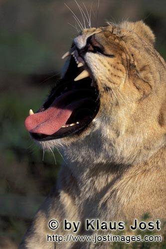 Löwe/Panthera leo        Eine Löwin gähnt        captive                