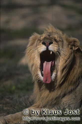 Löwe/Panthera leo        Ein ausgesprochen müder Löwe gähnt            captive            