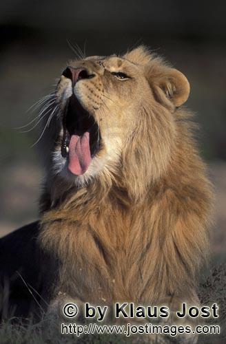African Lion/Loewe/Panthera leo            Ein Löwe gähnt        captive                