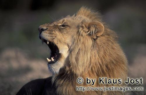 Löwe/Panthera leo        Kopfporträt gähnender Löwe von der Seite         captive            