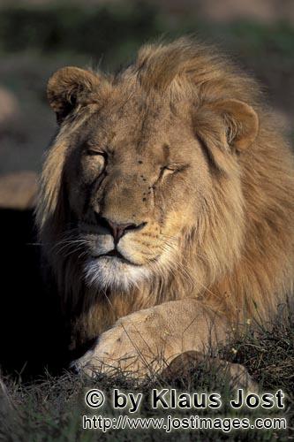 Löwe/Panthera leo        Ein müder Löwe        captive                    