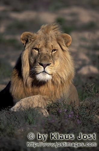 Löwe/Panthera leo        Imposanter Afrikanischer Löwe             captive                