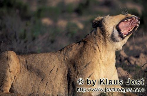Löwe/Panthera leo        Löwin verdreht den Kopf und gähnt dabei         captive                