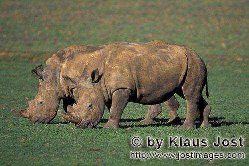 White Rhino/Breitmaulnashorn/Ceratotherium simun        Zwei Breitmaulnashörner         Das Brei