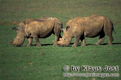 White Rhino/Breitmaulnashorn/Ceratotherium simun        Zwei grasende Breitmaulnashörner        Das