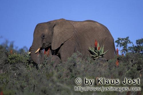 African Elephant/Afrikanischer Elefant/Loxodonta africana africana        Afrikanischer Elefant und 
