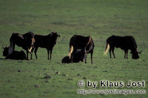 Wildebeest/Gnu/Connochaetes taurinus        Grasende Gnus            