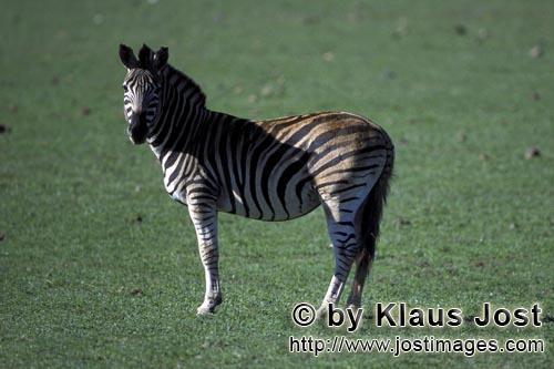 Zebra/Zebra/Equus quagga        Zebra auf der Wiese                