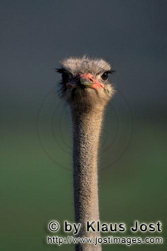 Ostrich/Strauß/Struthio camelus australis        Straußportraet        Strauße sind schnel