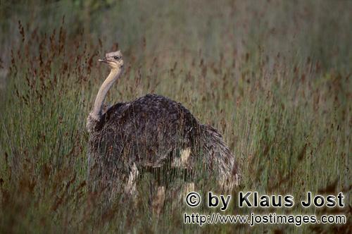Ostrich/Strauß/Struthio camelus australis        Strauß unterwegs in der Wildnis         Strau