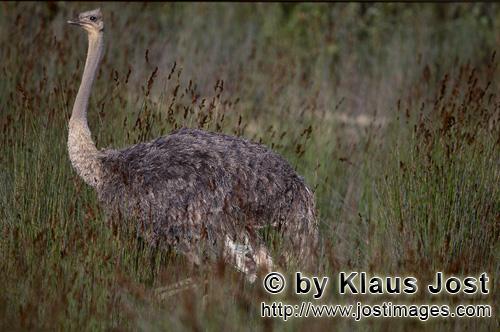 Ostrich/Strauß/Struthio camelus australis        Strauß in der Wildnis         Strauße sin