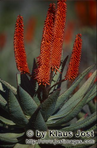 Aloe Ferox/Aloe barbadensis Miller        Aloe Ferox - eine besondere Heilpflanze         Aloe fe