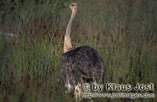 Ostrich/Strauß/Struthio camelus australis        Afrikanischer Strauß im hohen Gras         Str