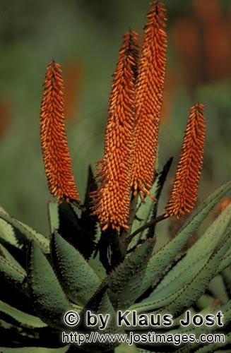 Aloe Ferox/Aloe barbadensis Miller        Aloe Ferox        Aloe ferox ist die wildwachsende 