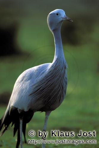 Paradieskranich/Anthropoides paradiseus        Paradieskranich der südafrikanische Nationalvogel</b