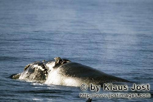 Südlicher Glattwal/Südkaper/Eubalaena australis        Südlicher Glatwal taucht auf        Zur F