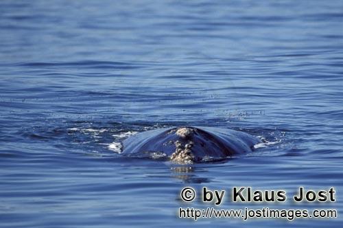 Südlicher Glattwal/Südkaper/Eubalaena australis        Suedlicher Glatwal an der Wasseroberflaeche