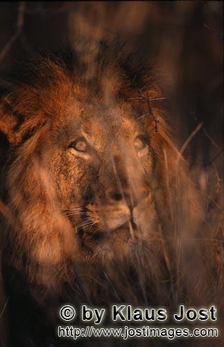 Löwe/Panthera leo        Afrikanischer Löwe blickt durch das Dickicht        Seit langer Zeit hat 