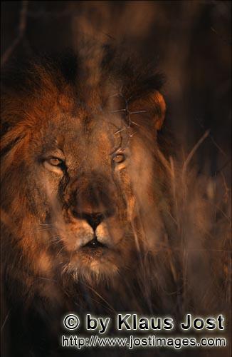 Löwe/Panthera leo        Afrikanischer Löwe schaut durch das Dornengestrüpp        Seit langer Ze