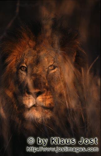 Löwe/Panthera leo        Geheimnisvoller Afrikanischer Löwe        Seit langer Zeit hat es nicht m