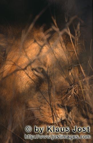 Löwe/Panthera leo        Afrikanischer Löwe im Morgenlicht        Seit langer Zeit hat es nicht me