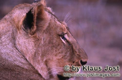 Löwe/Panthera leo        Kopfporträt Afrikanische Löwin         Seit langer Zeit hat es nicht meh