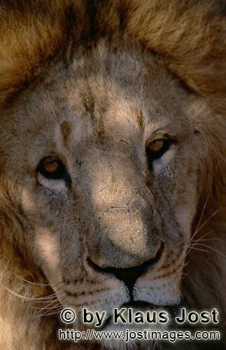 Barbary Lion/Berberloewe/Panthera leo leo        Faszinierender Berberlöwe         captive        Der <