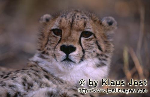Gepard/Acinonyx jubatus        Porträt junger Gepard         captive        Der Gepard ist in As
