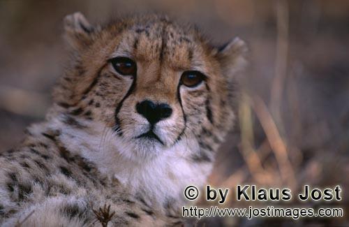 Gepard/Acinonyx jubatus        Porträt Junger Gepard         captive        Der Gepard ist in As