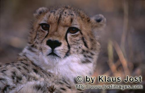 Gepard/Acinonyx jubatus        Porträt junger Gepard        captive        Der Gepard ist in Asi