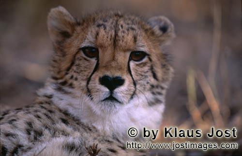 Cheetah/Gepard/Acinonyx jubatus        Junger Gepard        captive        Der Gepard ist in Asie