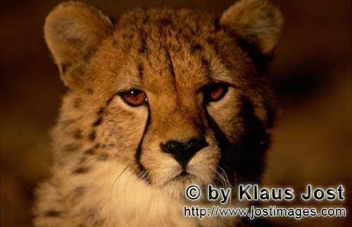 Gepard/Acinonyx jubatus        Junger Gepard im frühen Morgenlicht        captive        Der Gepard<