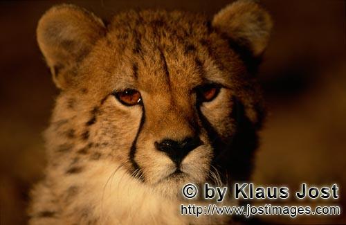 Gepard/Acinonyx jubatus        Junger Gepard am frühen Morgen        captive        Der Gepard i