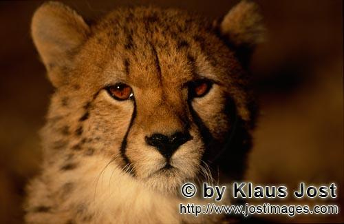 Gepard/Acinonyx jubatus        Junger Gepard bei Sonnenaufgang        captive        Der Gepard i