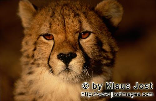 Cheetah/Gepard/Acinonyx jubatus        Neugieriger junger Gepard          captive        Der Gepard</