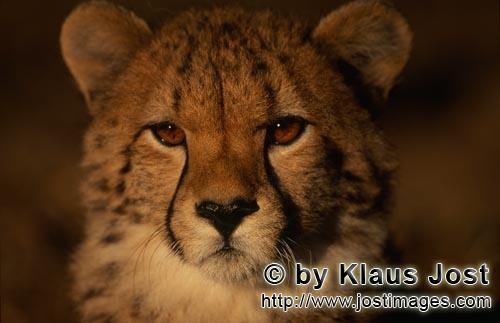 Gepard/Acinonyx jubatus        Aufmerksamer junger Gepard         captive        Der Gepard ist i