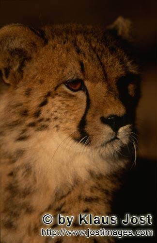 Gepard/Acinonyx jubatus        Junger Gepard bei Tagesanbruch        captive        Der Gepard is