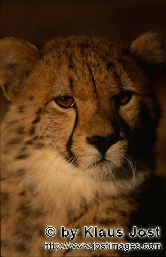 Gepard/Acinonyx jubatus        Die Augen des jungen Geparden leuchten im Morgenlicht         captive