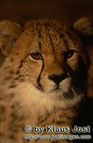 Gepard/Acinonyx jubatus        Interessierter junger Gepard        captive        Der Gepard ist 
